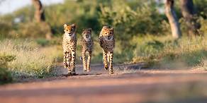5-Day Affordable Greater Kruger Safari Combo