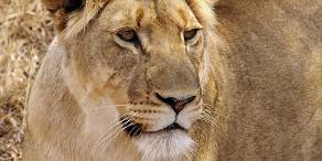 12-Day Luxury Kruger Safari & Mauritius Escape