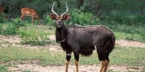 7-Day Kruger Park, Hluhluwe & St Lucia Safari