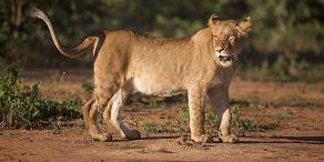 4-Day Katekani Tented Lodge Safari