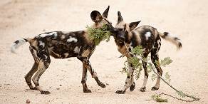 3-Day Kruger Park Safari in Private Concession