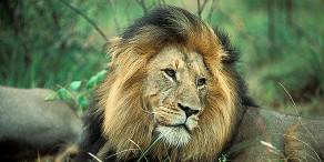 5-Day Sabi Sands and Kruger Safari