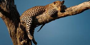 3-Day Tremisana/Treehouse Kruger Park Safari