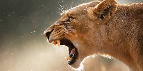 4-Day Tremisana/Tent Kruger Park Safari