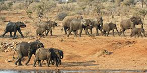 3-Day Budget Tented Kruger Park Safari