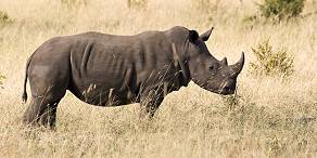 4-Day Tremisana Lodge Kruger Park Safari