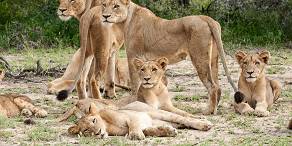 6-Day Sabi Sands and Kruger Park Safari