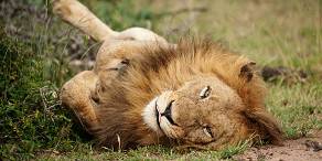 3-Day Affordable Sabi Sands All Inclusive Safari