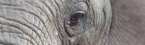 4-Day Tremisana Lodge Kruger Park Safari
