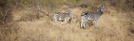 6-Day Tremisana/Tent Kruger Park Safari