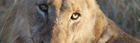 4-Day Tremisana/Tent Kruger Park Safari