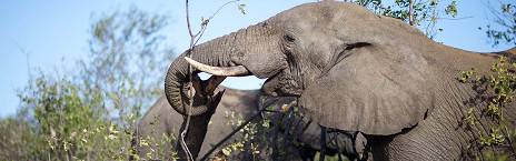 4-Day Katekani Tented Lodge Safari
