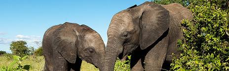 7-Day Safari Moon & Kapama Ultimate Luxury Safari Combo