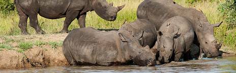 4-Day Khoka Moya Luxury Safari - Fly in from Cape Town