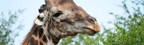 3-Day Kruger Park Safari in Private Concession