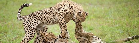 4-Day Khoka Moya Luxury Safari - Fly in from Cape Town