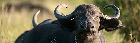 4-Day Unforgettable Kruger Park Safari & Panorama Tour