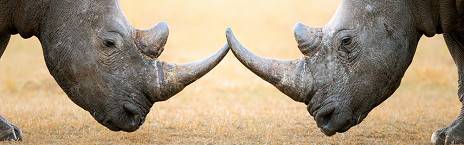 5-Day Experience - Kruger Park & Private Game Reserve
