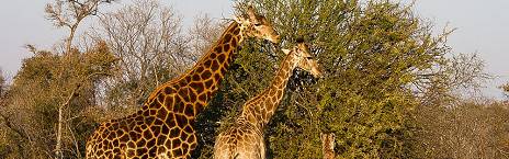 5-Day Luxury Safari Big Five