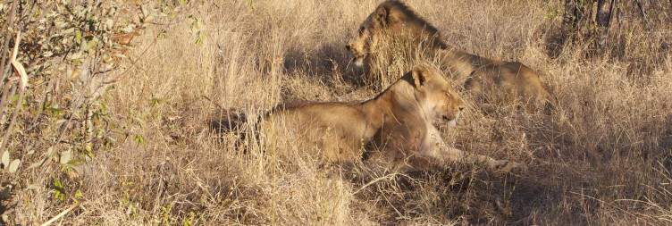 4-Day Tremisana/Treehouse Kruger Park Safari