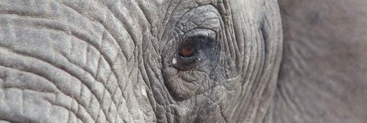 4-Day Tremisana Lodge Kruger Park Safari