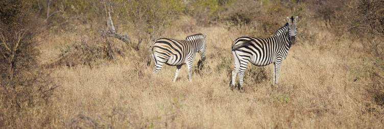 6-Day Tremisana/Tent Kruger Park Safari