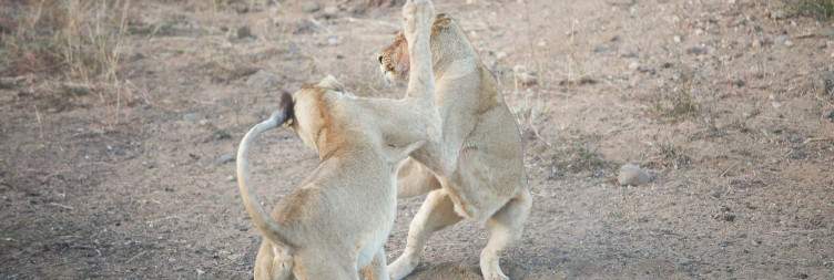 Transit Safari Drive via Central Kruger Park - Proceed to Private Game Lodge near Hoedspruit