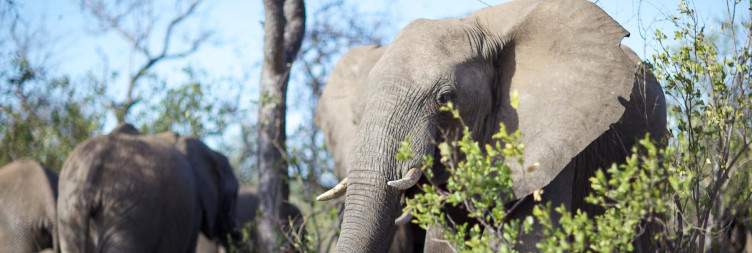 Bush Walk and Afternoon Game Drive