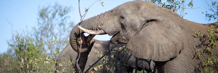 4-Day Katekani Tented Lodge Safari