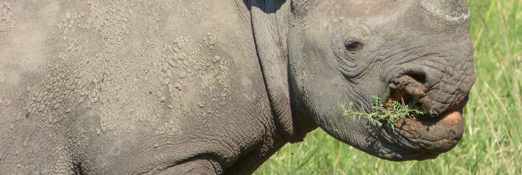 Bush Walk, Afternoon Game Drive and Motlala Game Reserve