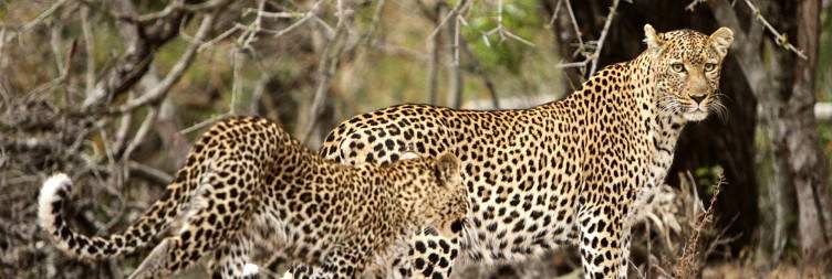 Bush Walk, Afternoon Game Drive and Motlala Game Reserve