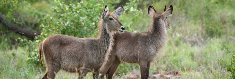 Transit Game Drive to Satara Camp in Central Kruger Park – Sunset Game Drive in Open Plains