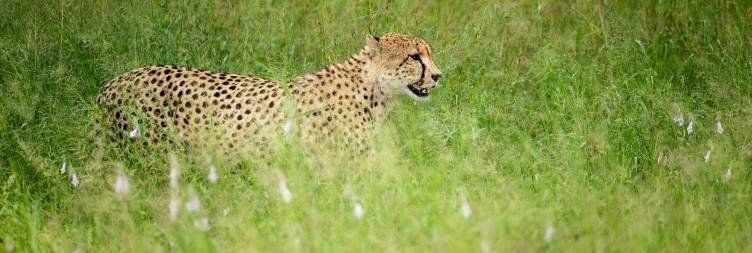 Kruger National Park - Letaba