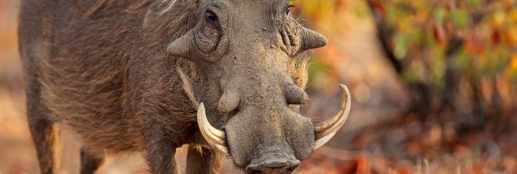 A morning safari drive in Central Kruger Park - proceed to the private game lodge for lunch