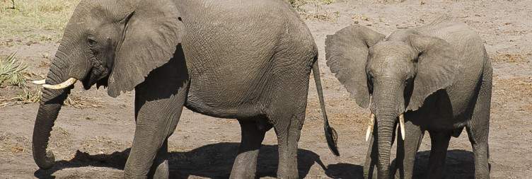 Hluhluwe to Elephant Coast