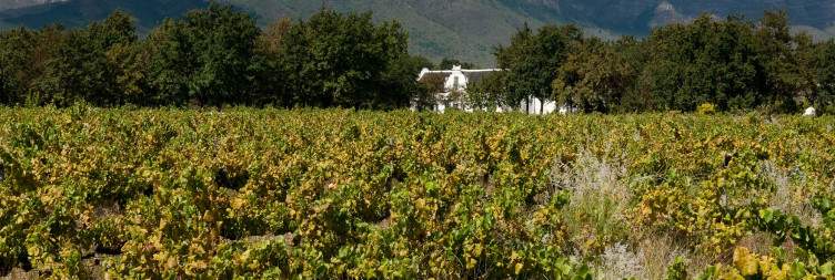 Transfer to the Winelands