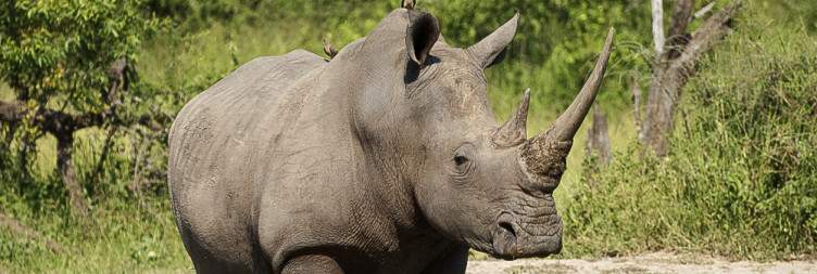 7-Day Radisson and Balule Combo Safari