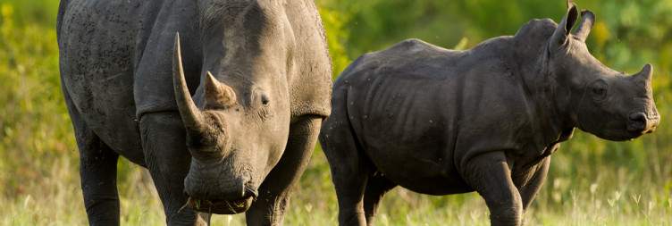 Bush Walk and Sundowner Game Drive