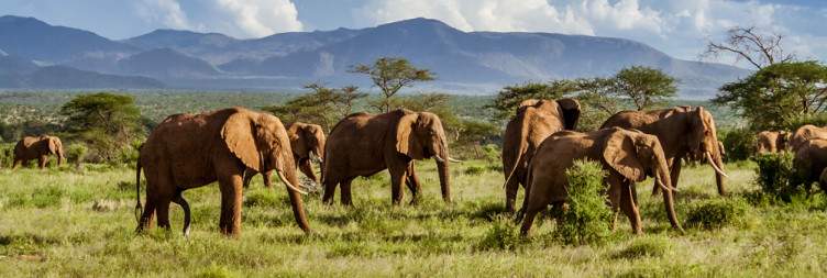 Bush walk and sundowner game drive