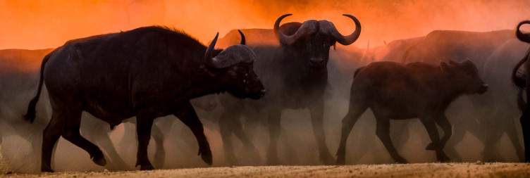 Bush Walk and Sundowner Game Drive