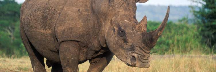 Hluhluwe Game Reserve