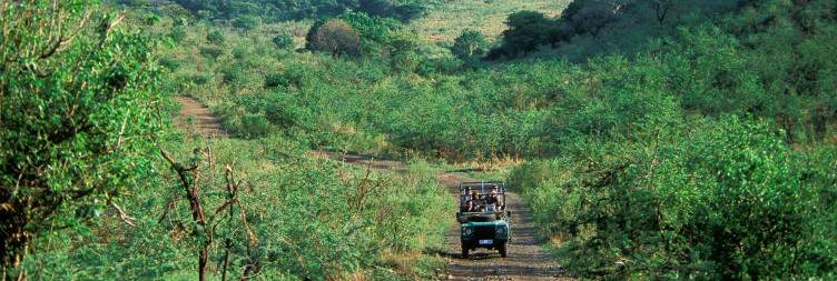 On Safari