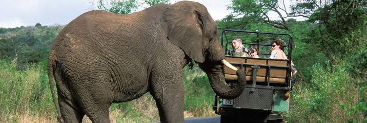 Begin your Safari