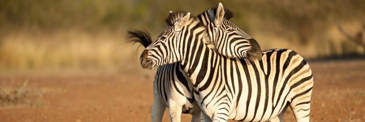 Safari in the Hluhluwe-iMfolozi Park