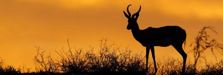 Windhoek to Kalahari Desert