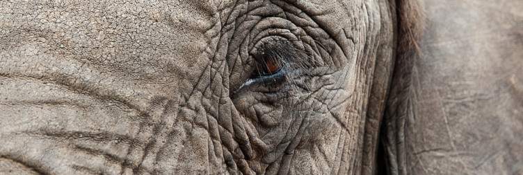 Transfer to Greater Kruger & Kapama Private Game Reserve
