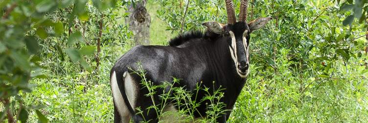 Morning Safari & Transfer to Kapama River Lodge