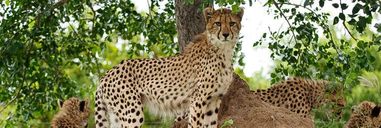 Morning Safari & Transfer to Kapama River Lodge