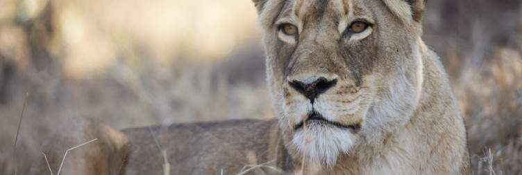 Morning & Afternoon Safari