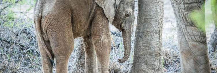 Morning & Afternoon Safaris